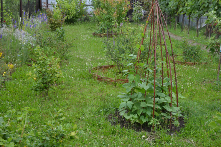 How to Make a Garden Teepee for Pole Beans